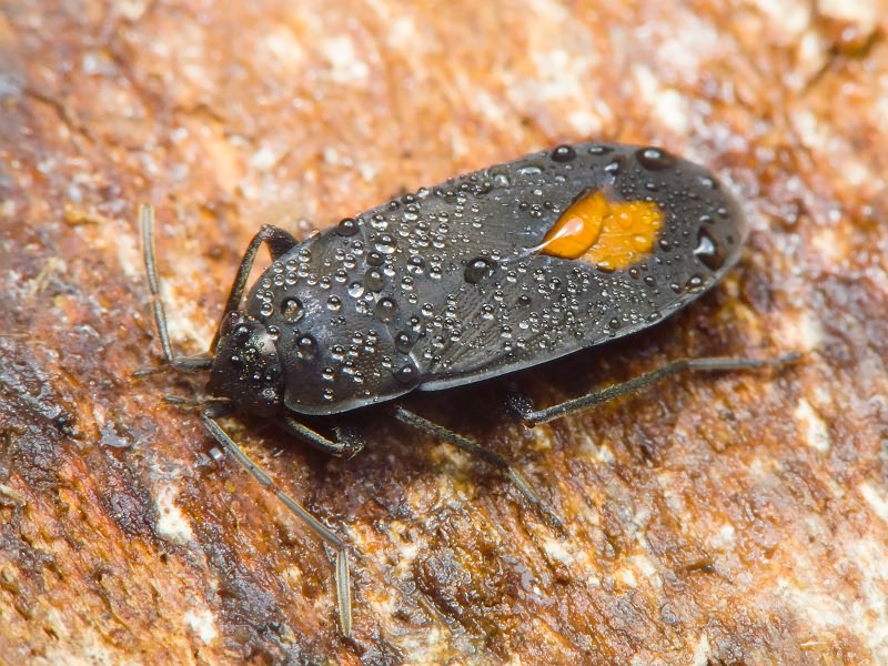 Aphanus rolandri (Linnaeus, 1758)